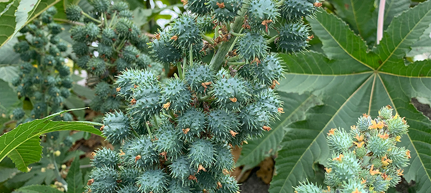 旭阳蓖麻籽浸出工程方案 